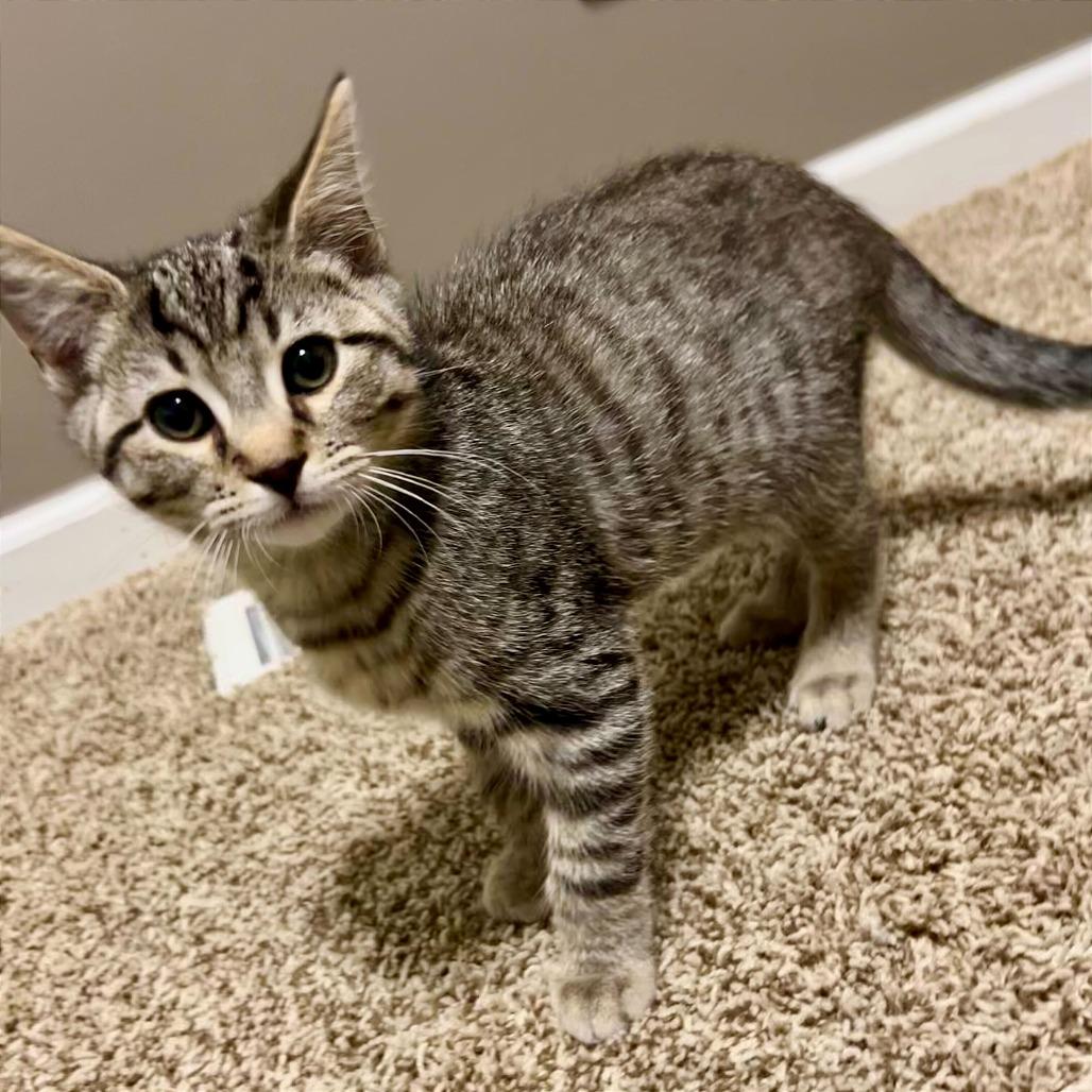 Enlarge Etnies, a Adoptable Domestic Short Hair in Evansville, IN image 1/1