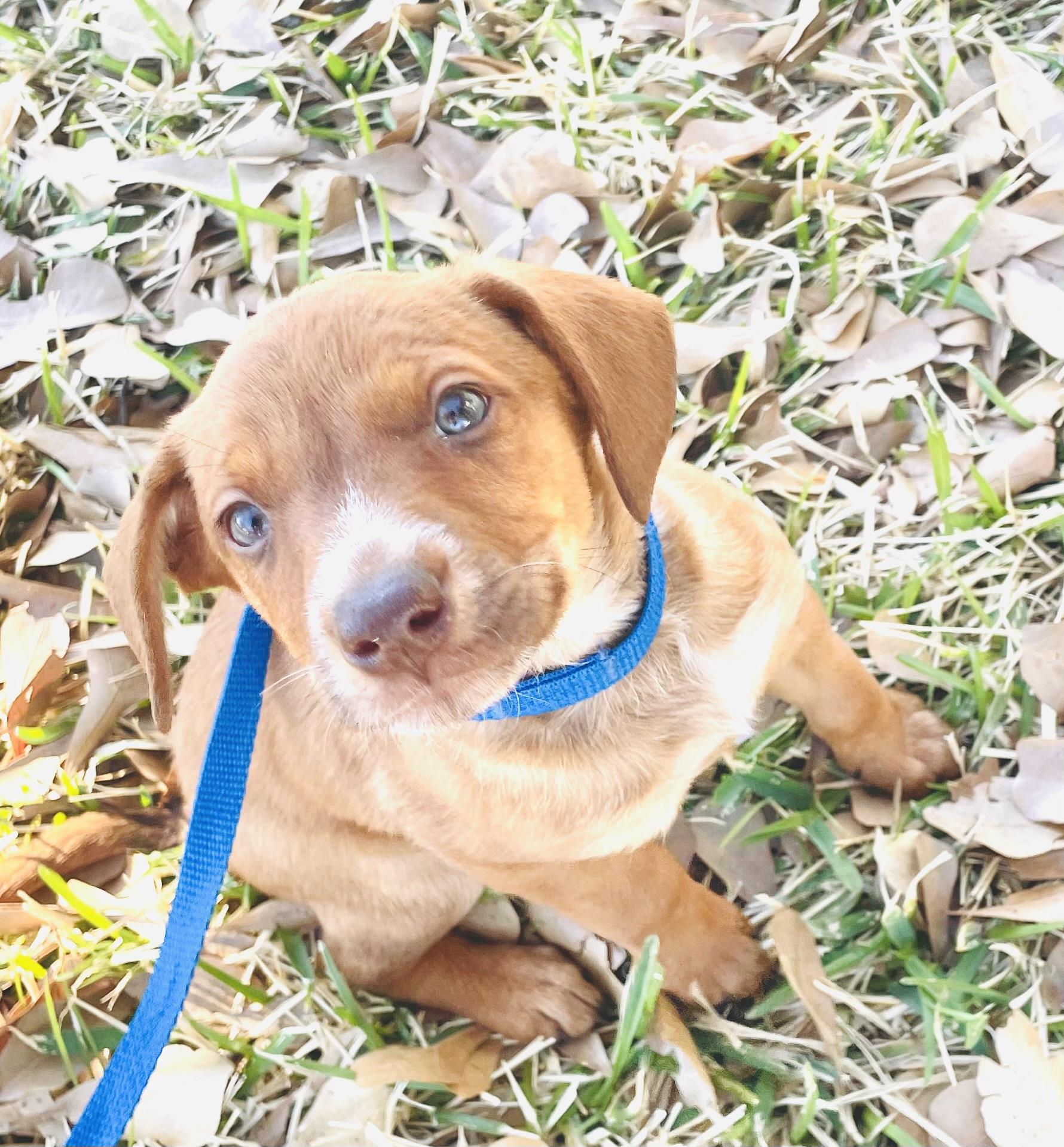 Enlarge Peanut, an adopted mixed breed in Arlington, TX image 2/2