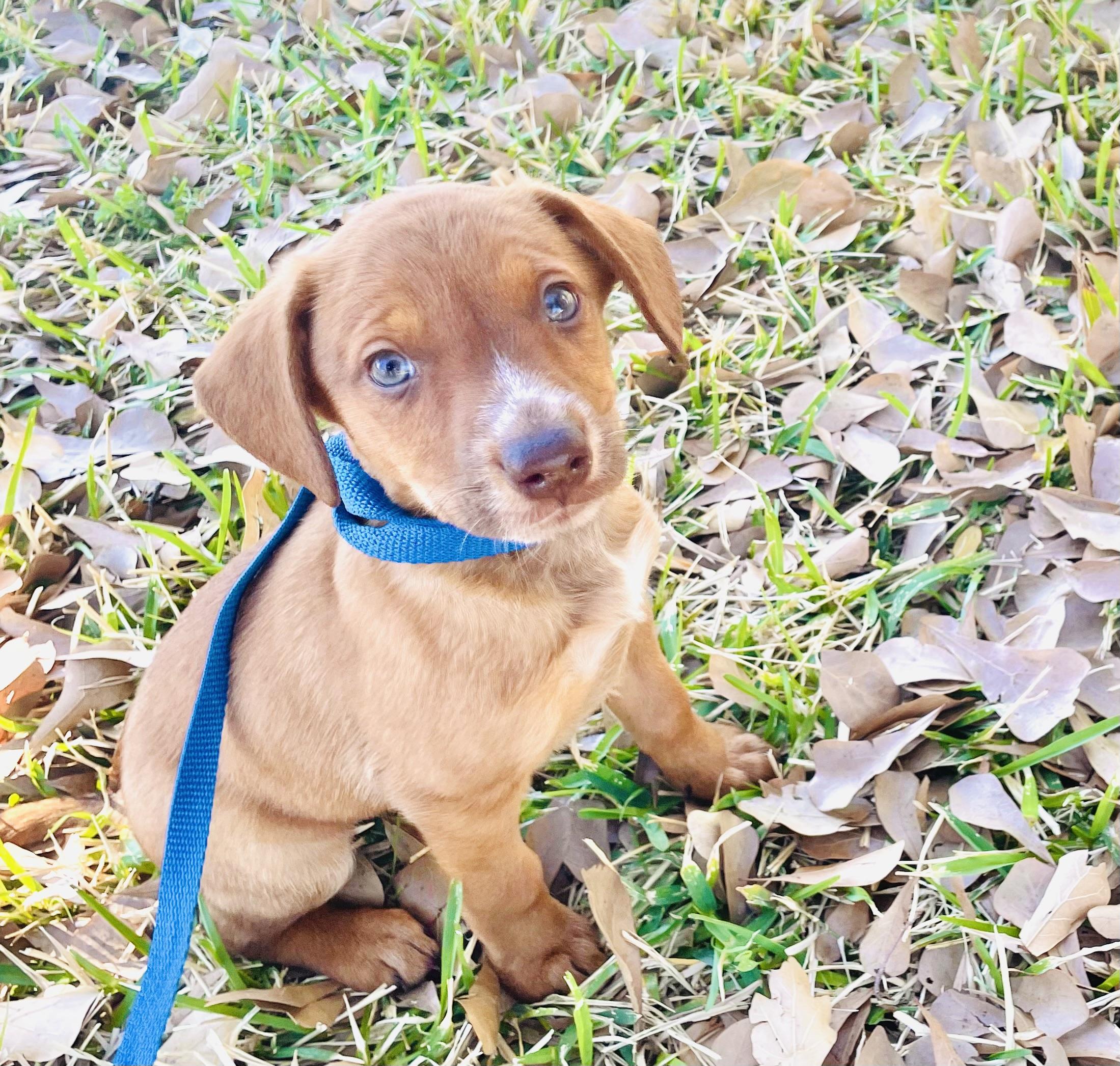 Peanut, adopted, Puppy Male Dachshund.