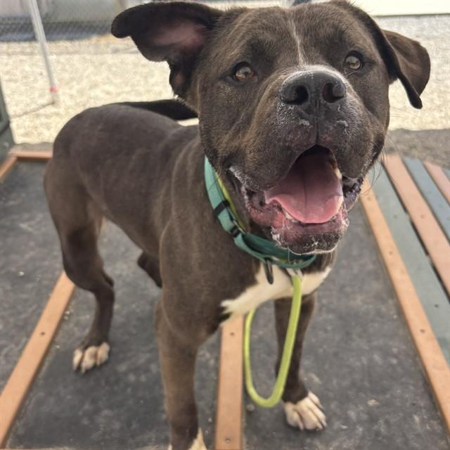 CLEATUS, Adoptable, Young Male American Staffordshire Terrier & Mixed Breed.