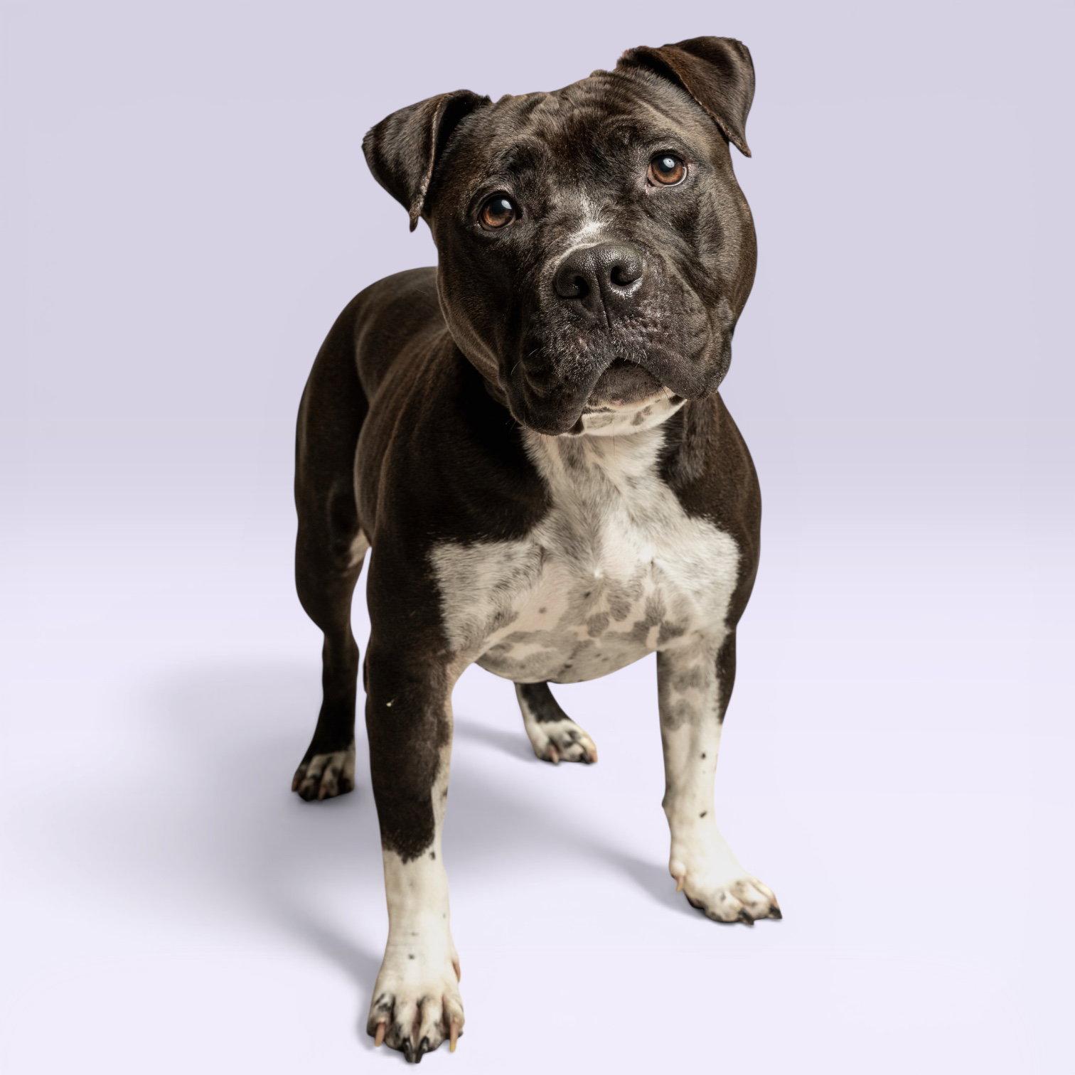 Lola, Adoptable, Adult Female Pit Bull Terrier.