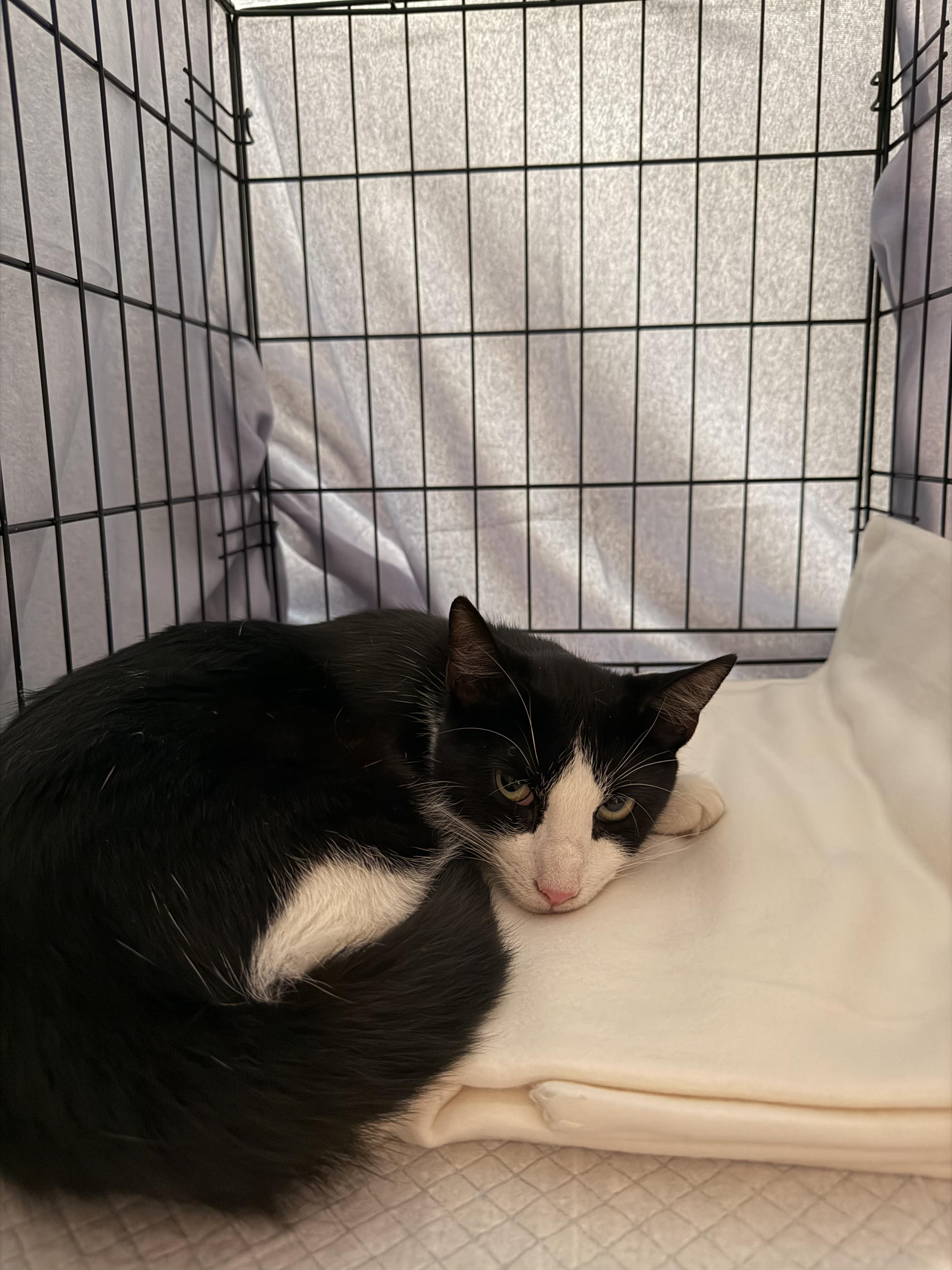 Enlarge Gucci, a ADOPTABLE Tuxedo in Bayonne, NJ image 2/3