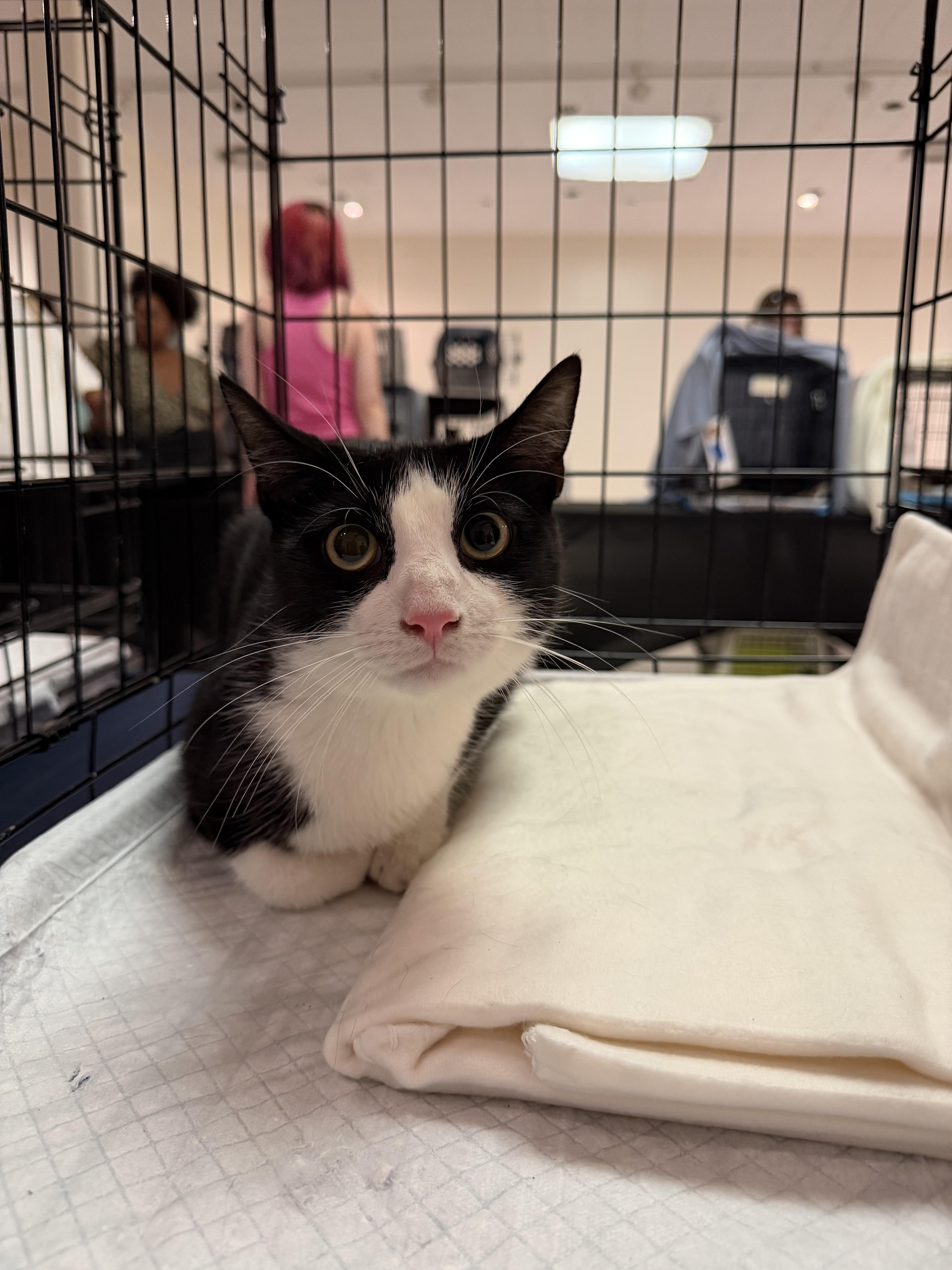 Enlarge Gucci, a ADOPTABLE Tuxedo in Bayonne, NJ image 1/3