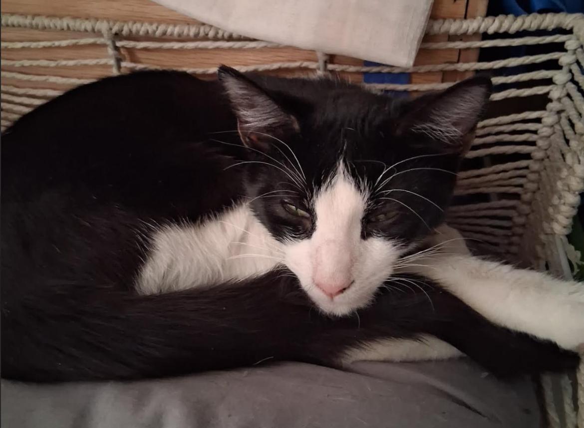 Enlarge Gucci, a ADOPTABLE Tuxedo in Bayonne, NJ image 1/1