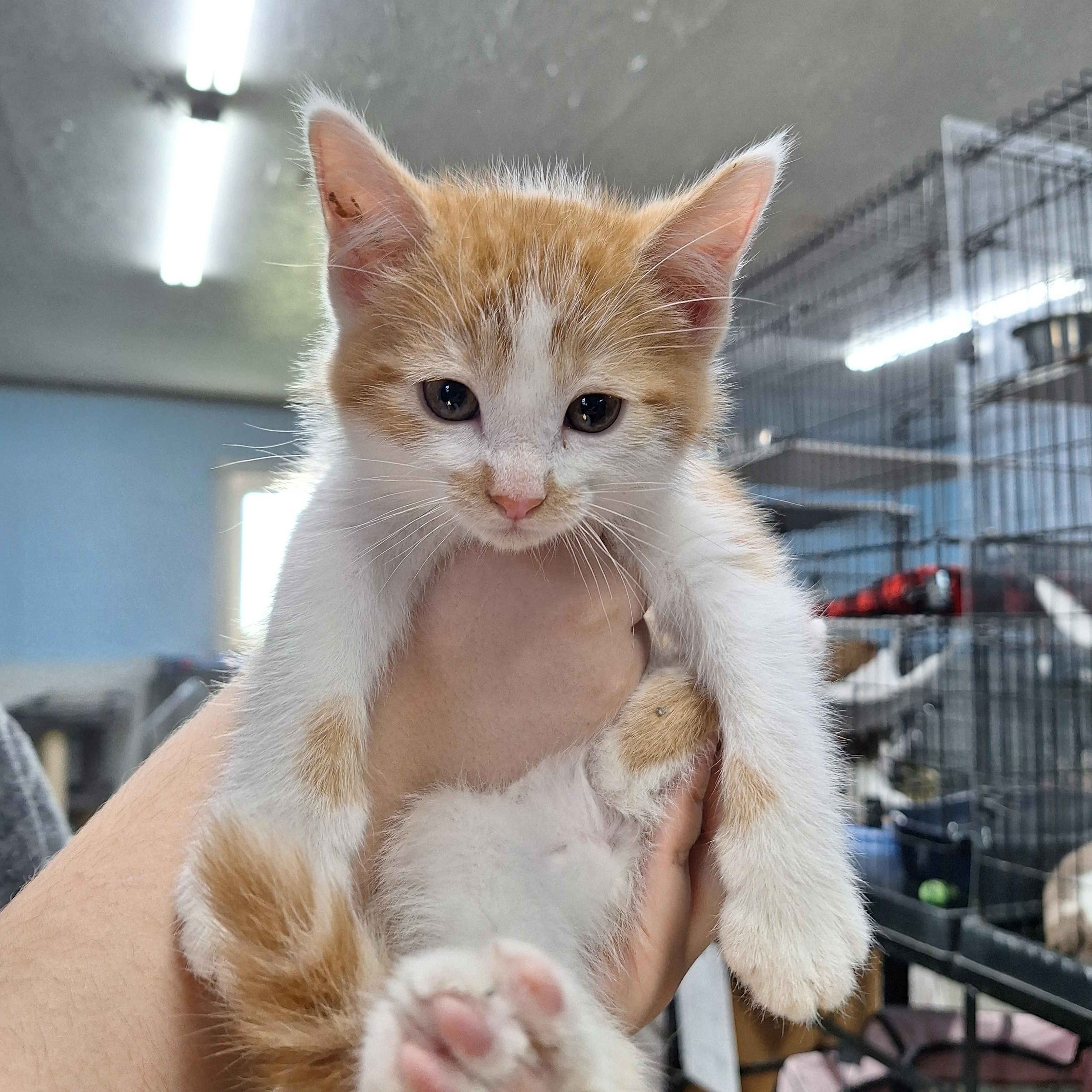 Topaz, a ADOPTABLE Domestic Short Hair in Clarinda, IA image 2/3