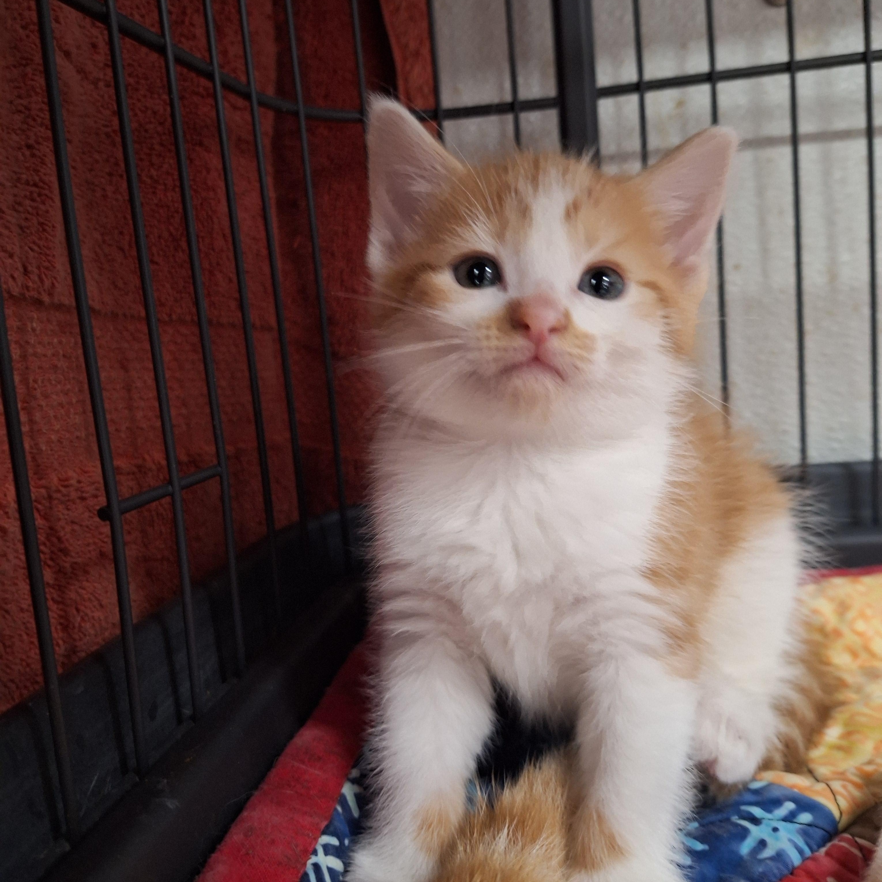 Topaz, a ADOPTABLE Domestic Short Hair in Clarinda, IA image 3/3