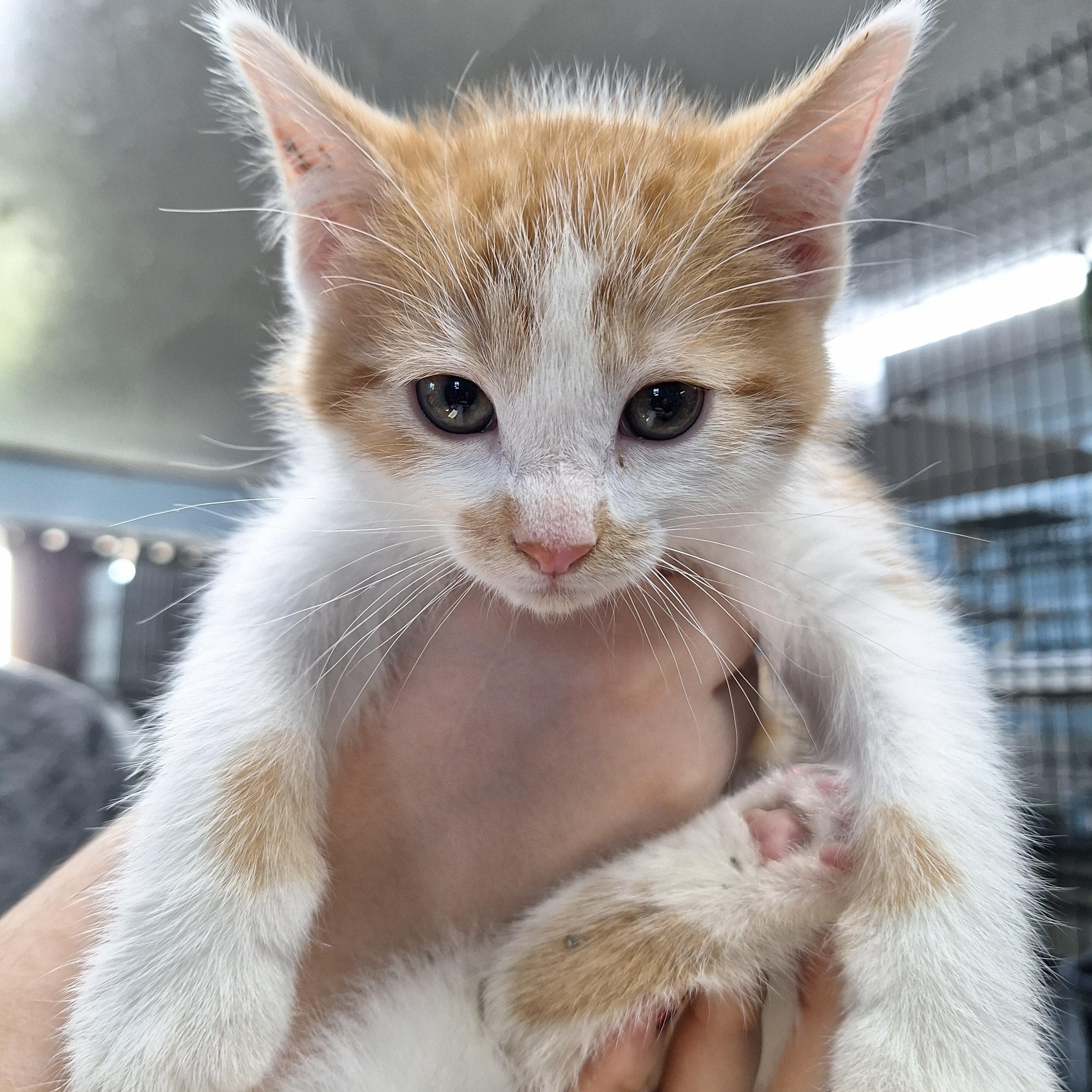 Topaz, ADOPTABLE, Kitten Male Domestic Short Hair.