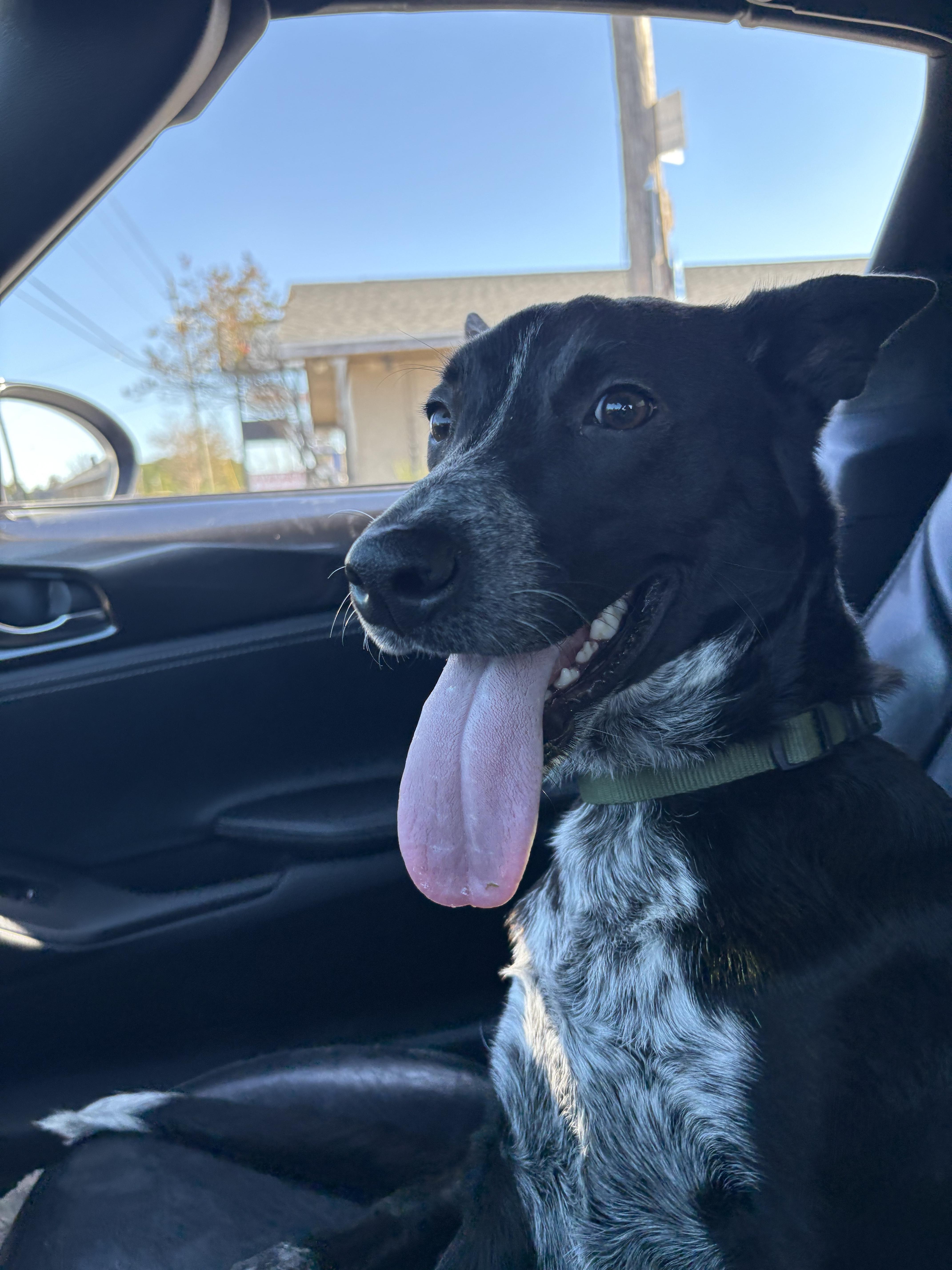 ~ Courtesy ~ Pepsi, adopted, Young Male Australian Cattle Dog / Blue Heeler.