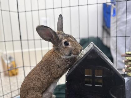 Jubilee, a Adoptable American Sable in Houston, TX image 1/3