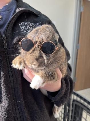 Jubilee, a Adoptable American Sable in Houston, TX image 2/3