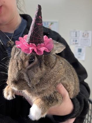 Jubilee, a Adoptable American Sable in Houston, TX image 3/3