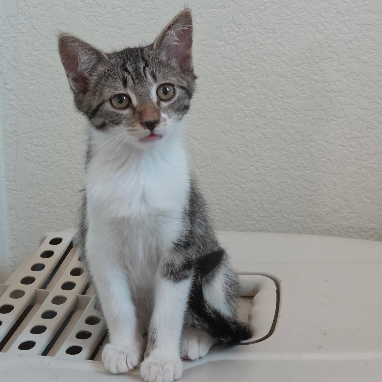 Ronnie, a ADOPTABLE Domestic Short Hair in Tehachapi, CA image 1/5