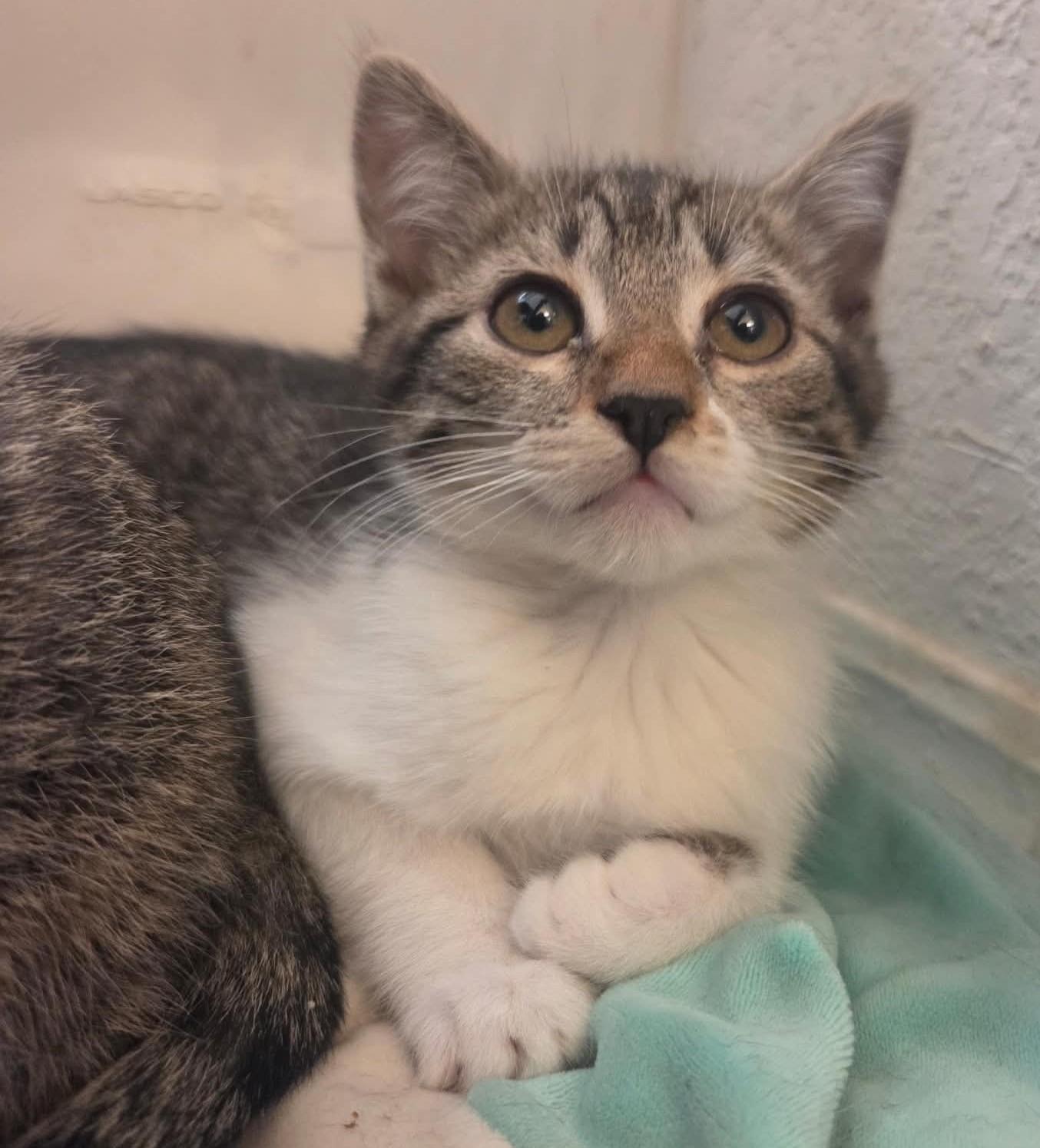 Ronnie, a ADOPTABLE Domestic Short Hair in Tehachapi, CA image 5/5