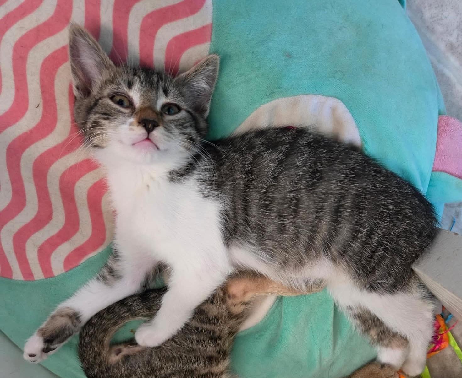 Ronnie, a ADOPTABLE Domestic Short Hair in Tehachapi, CA image 4/5