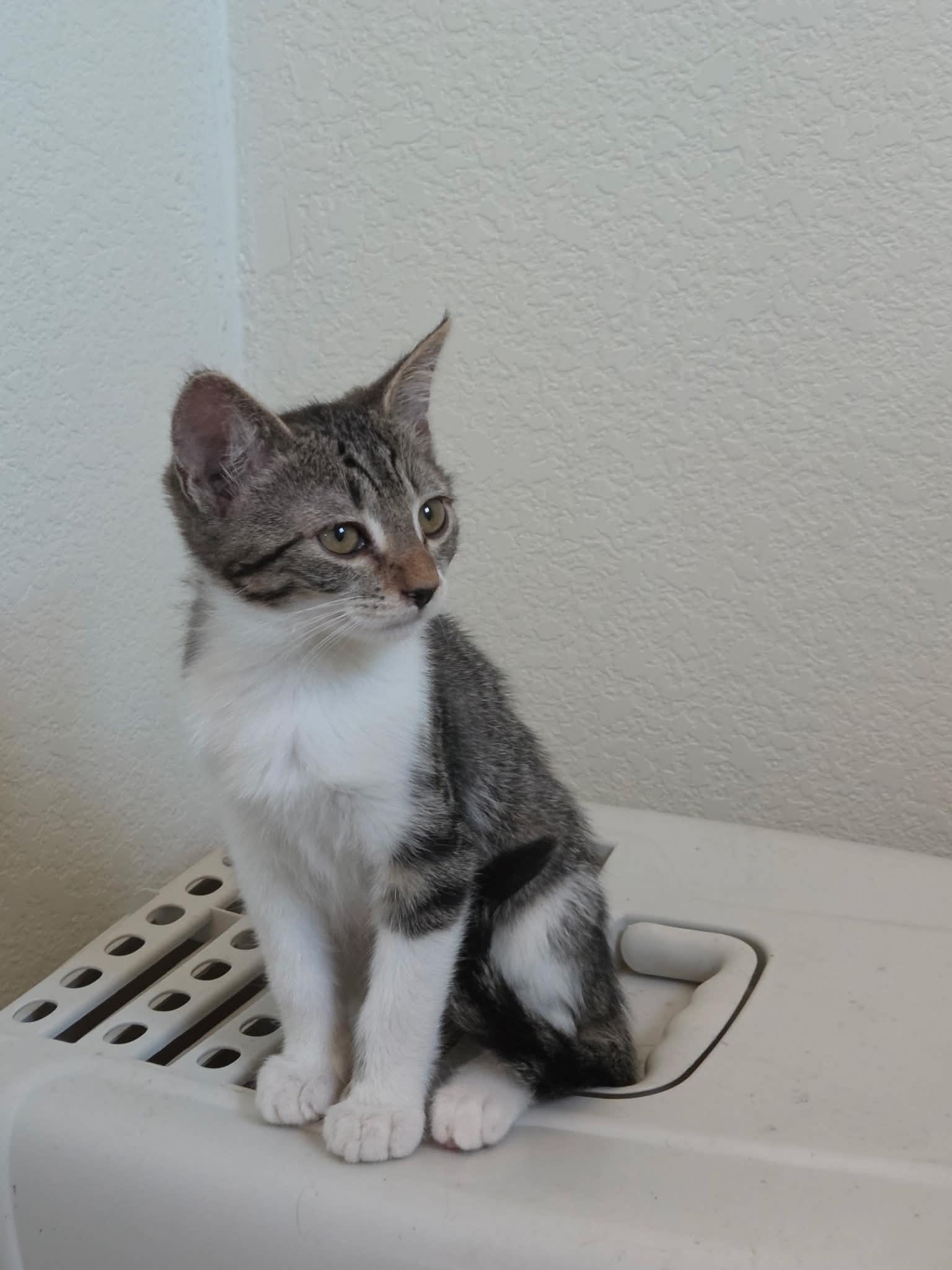Ronnie, a ADOPTABLE Domestic Short Hair in Tehachapi, CA image 2/5