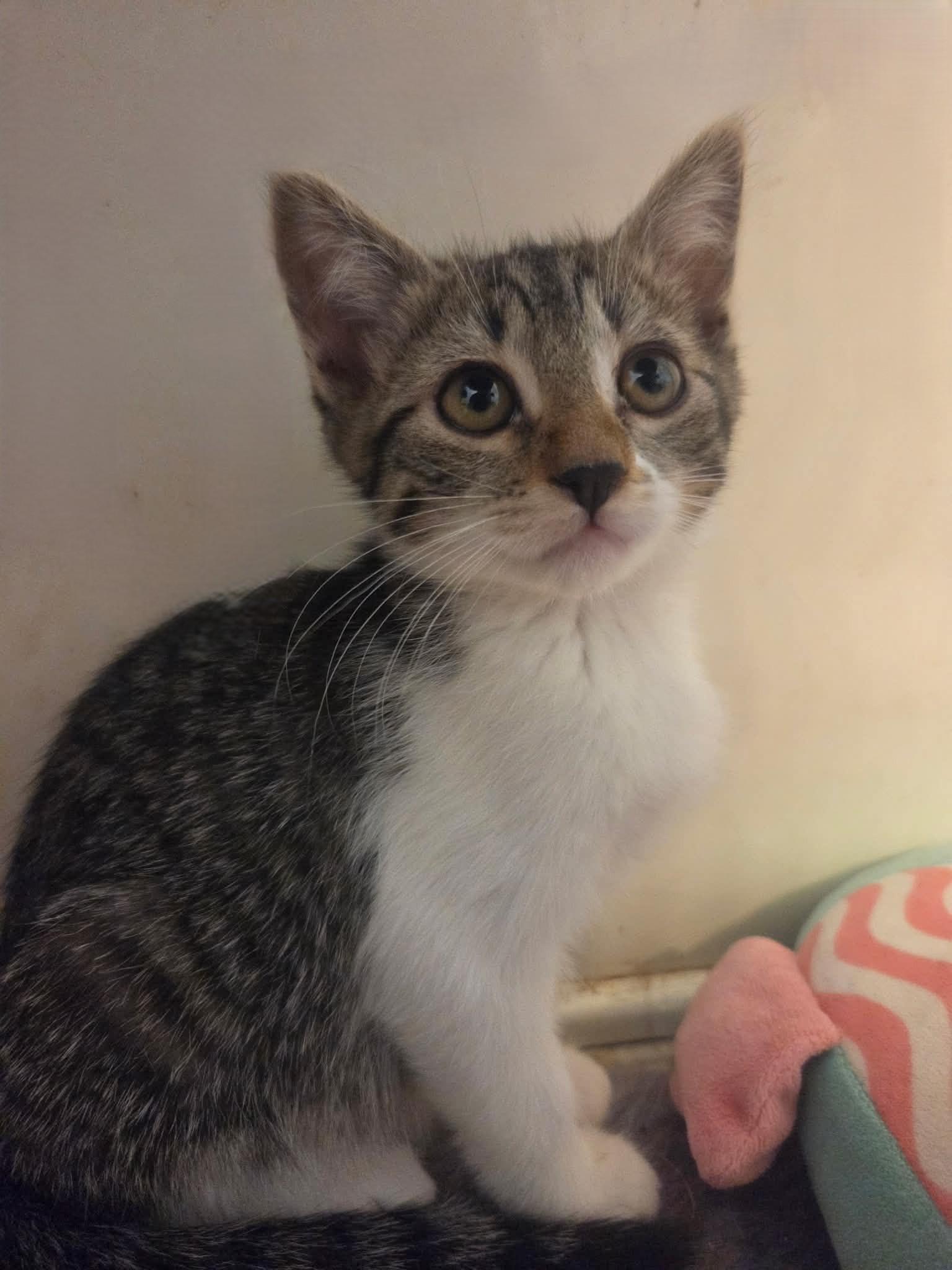 Ronnie, a ADOPTABLE Domestic Short Hair in Tehachapi, CA image 3/5
