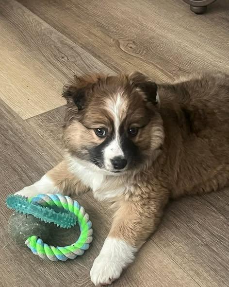 Winny, adopted, Puppy Female Australian Shepherd.