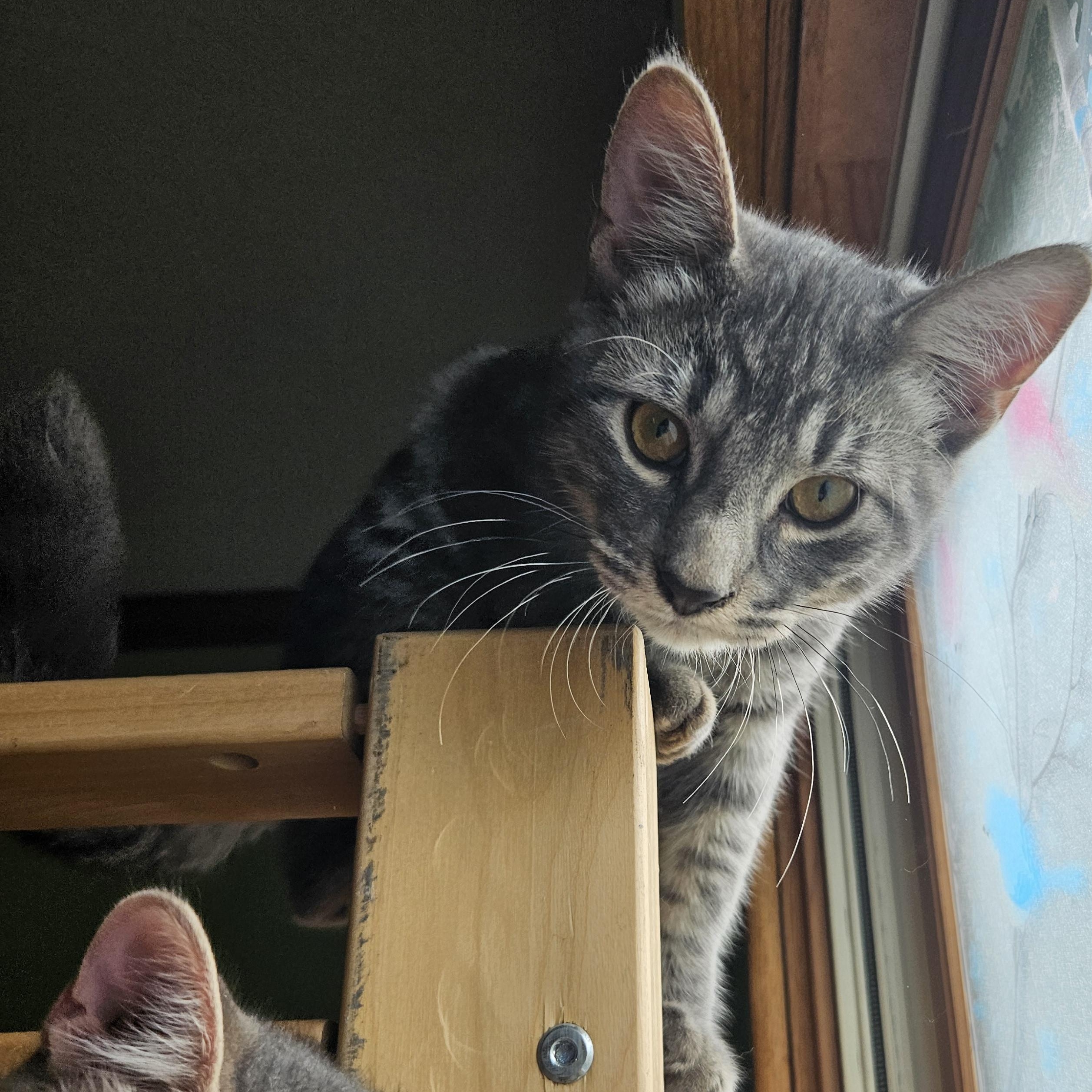 Rebel