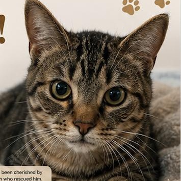Teddy, a ADOPTABLE Domestic Short Hair in Gastonia, NC image 2/2
