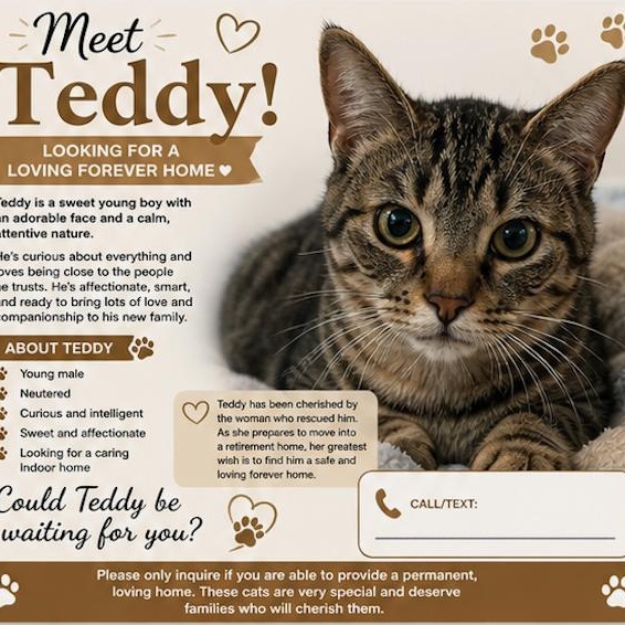 Teddy, ADOPTABLE, Adult Male Domestic Short Hair.