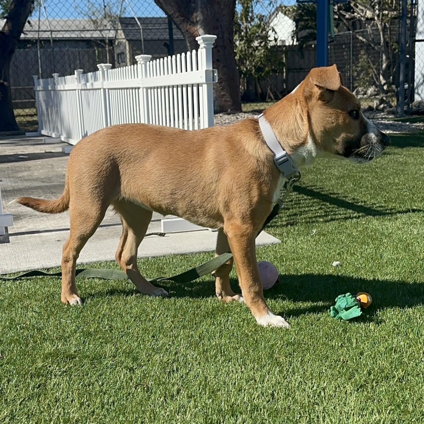 Enlarge Sophia , a ADOPTABLE mixed breed in Key Largo, FL image 6/6