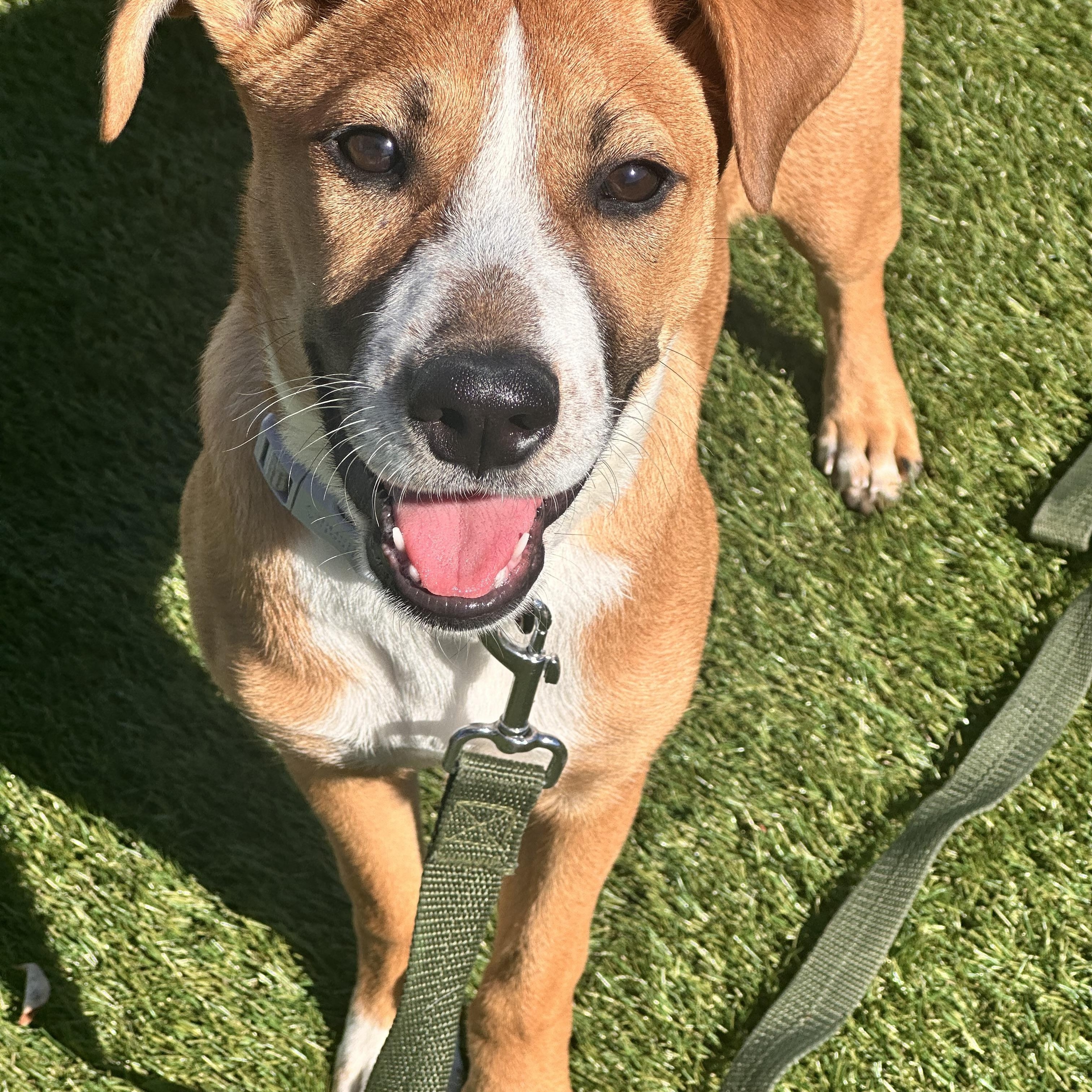 Enlarge Sophia , a ADOPTABLE mixed breed in Key Largo, FL image 4/6
