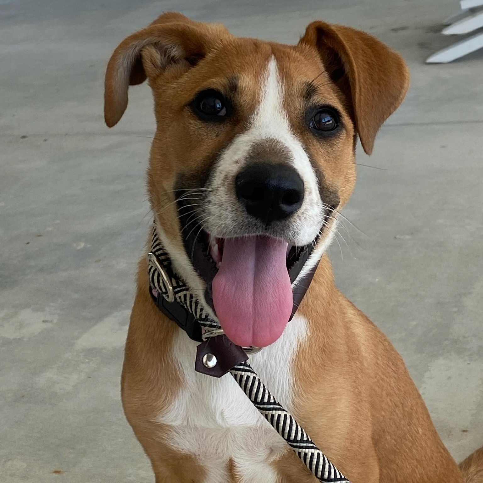 Sophia , ADOPTABLE, Puppy Female Terrier & Boxer.