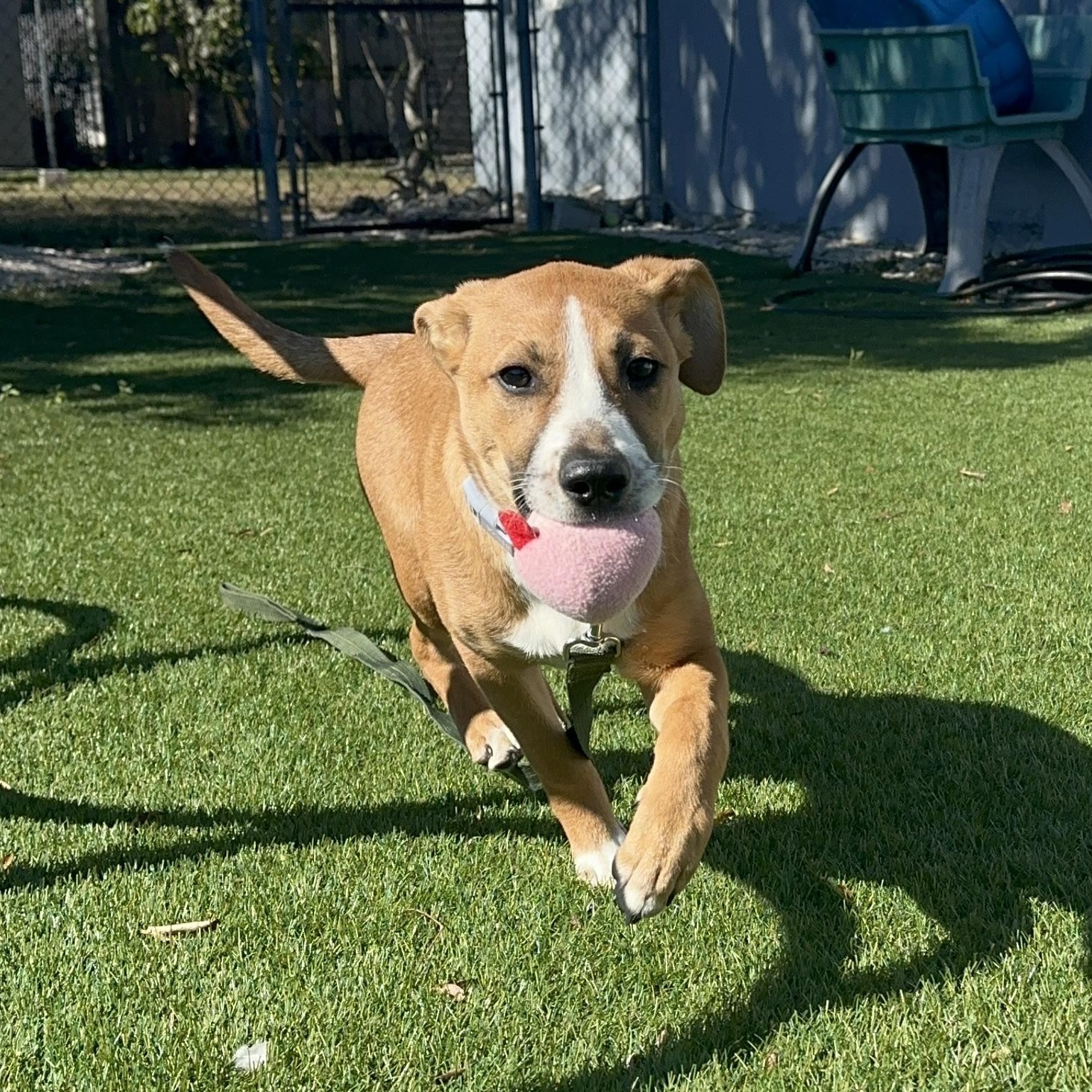 Enlarge Sophia , a ADOPTABLE mixed breed in Key Largo, FL image 5/6