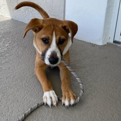 Enlarge Sophia , a ADOPTABLE mixed breed in Key Largo, FL image 2/6