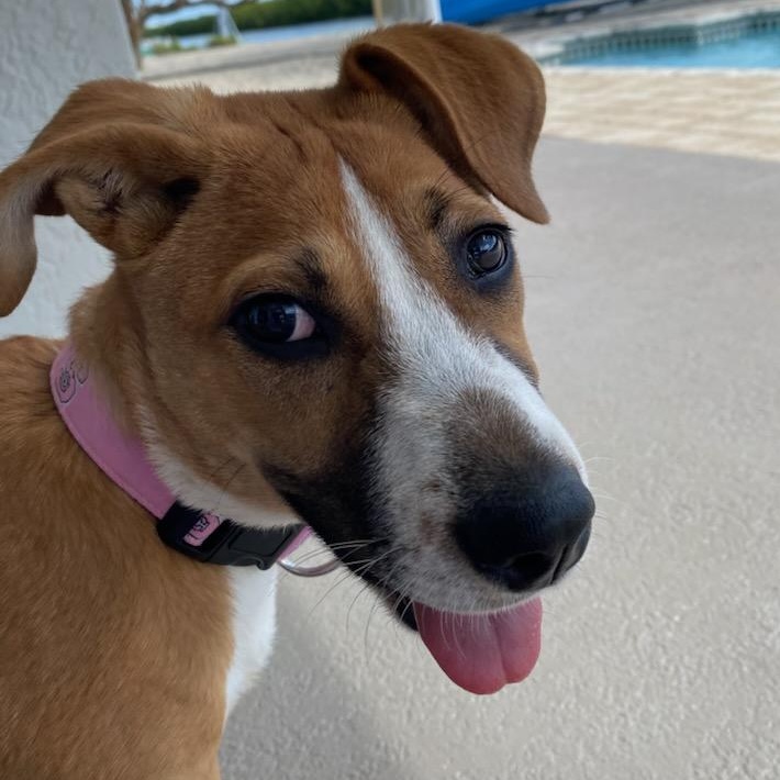 Enlarge Sophia , a ADOPTABLE mixed breed in Key Largo, FL image 3/6