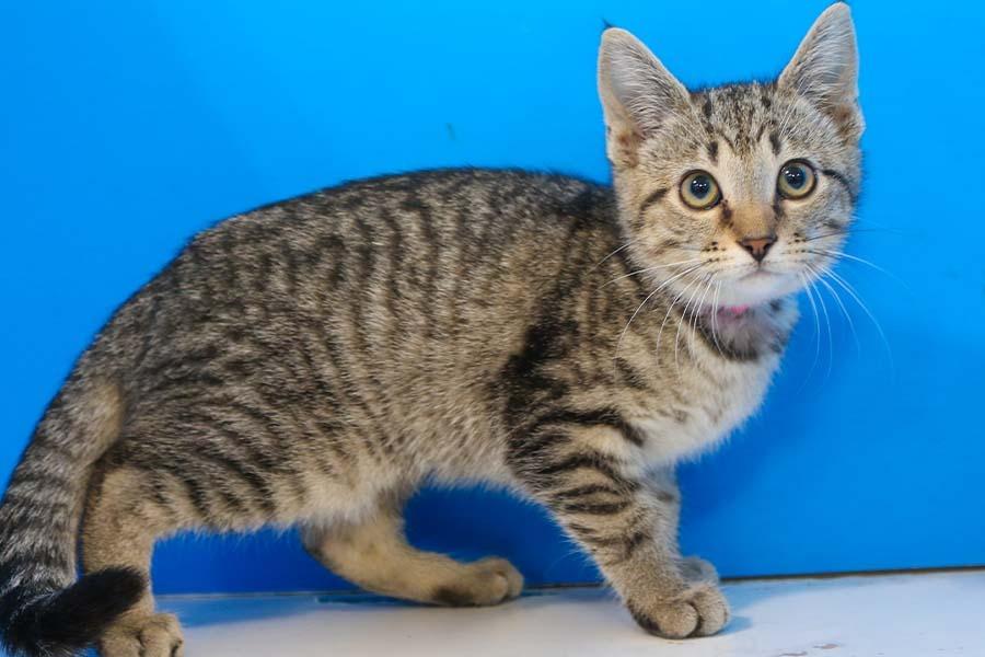 Shelia, Adoptable, Adult Female Domestic Short Hair & Tabby.