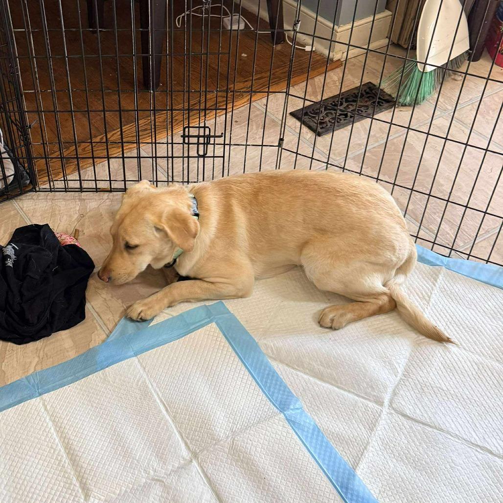 Flamingo Pink thumbnail 2