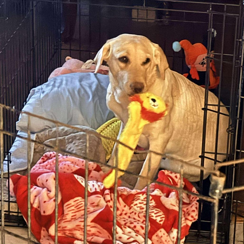 Flamingo Pink thumbnail 3