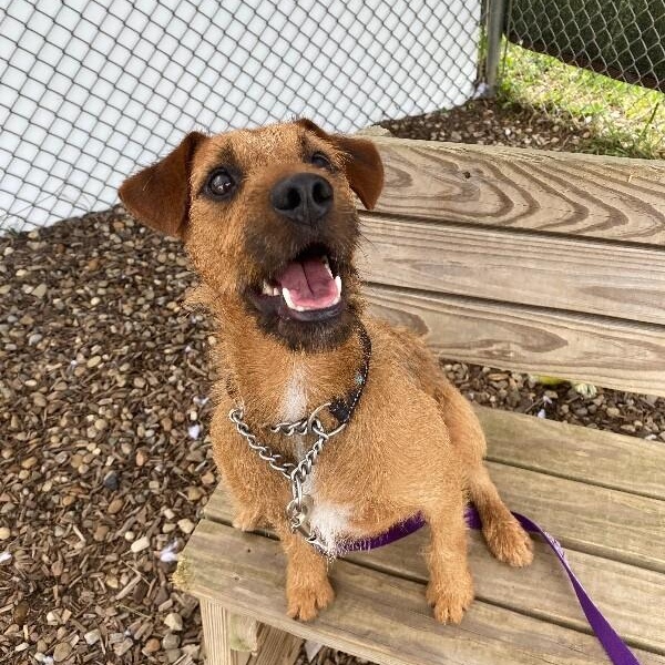 Enlarge Basil, a Adoptable Border Terrier in Grafton, OH image 4/6