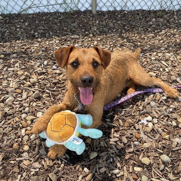 Enlarge Basil, a Adoptable Border Terrier in Grafton, OH image 3/6