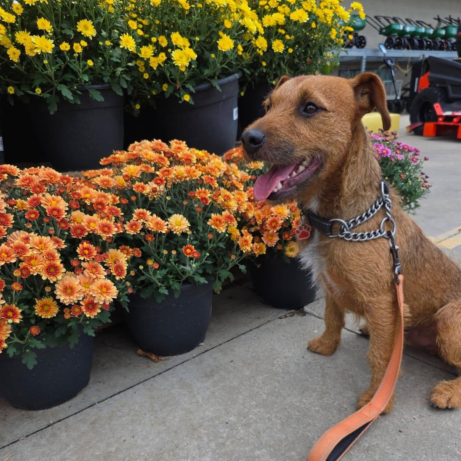 Enlarge Basil, a Adoptable Border Terrier in Grafton, OH image 2/6