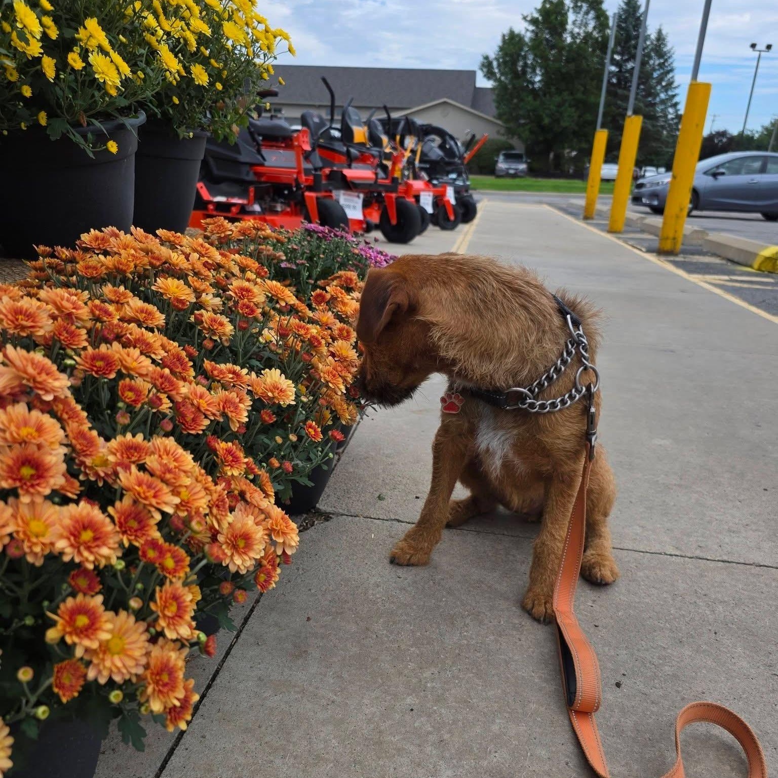 Enlarge Basil, a Adoptable Border Terrier in Grafton, OH image 6/6