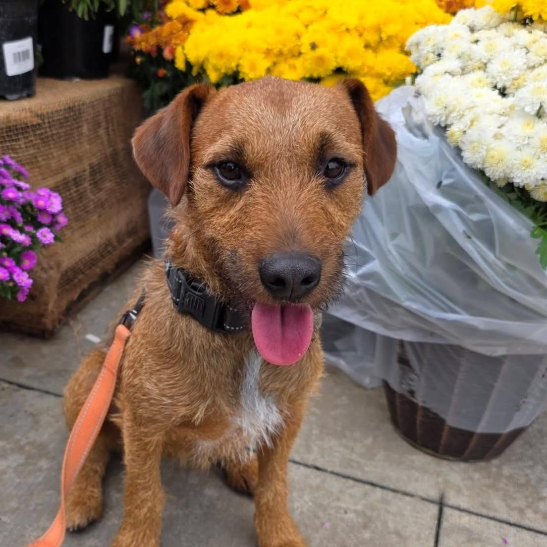 Basil, Adoptable, Young Male Border Terrier.