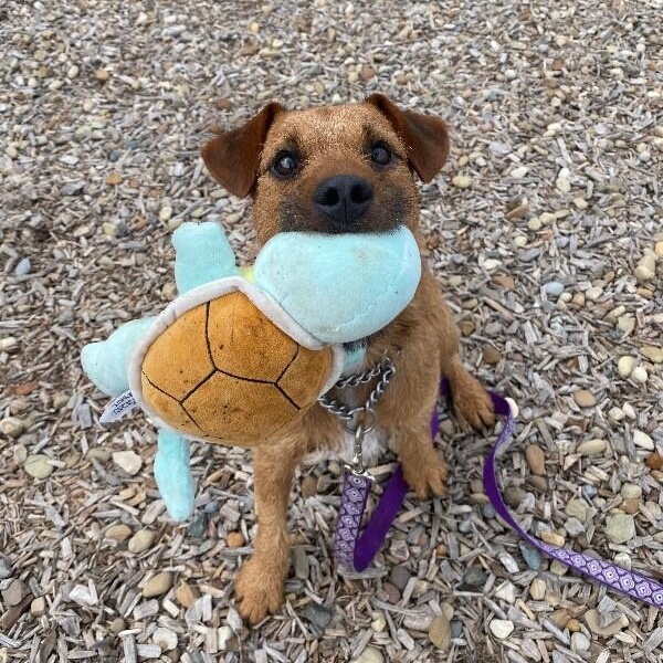 Enlarge Basil, a Adoptable Border Terrier in Grafton, OH image 5/6