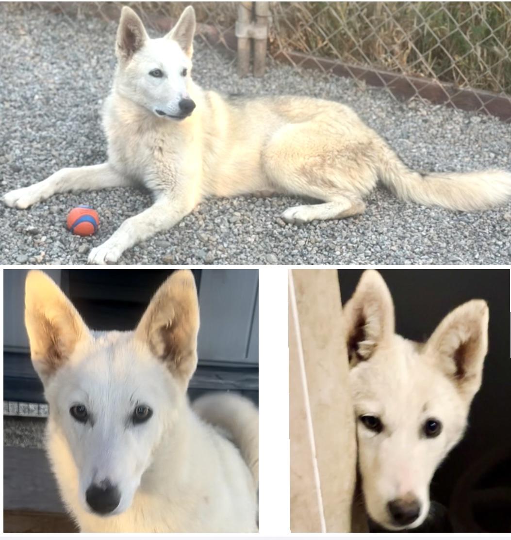 Enlarge Buttons, a Adopted mixed breed in Olympia, WA image 5/6