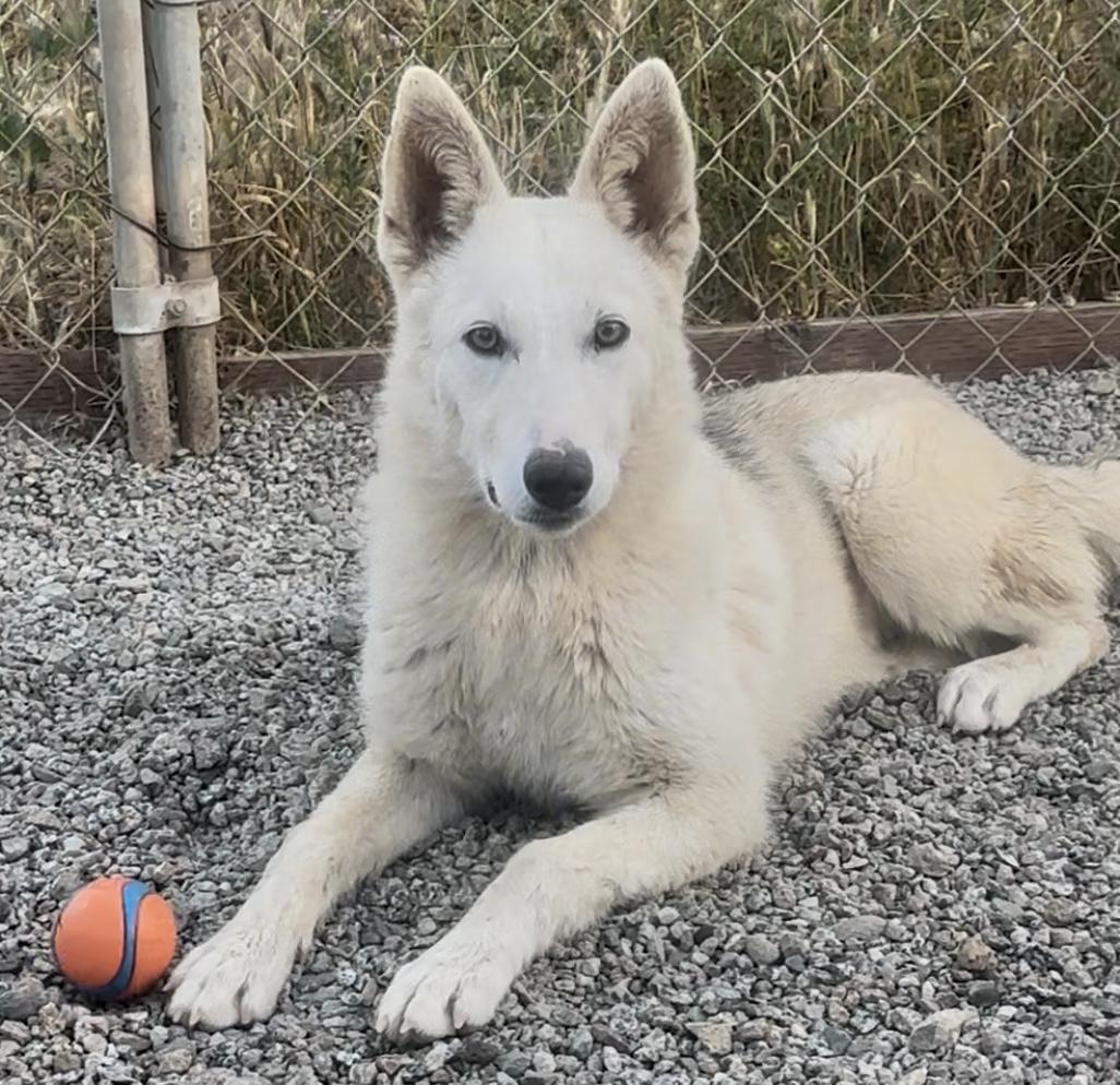Buttons, Adopted, Young Female Husky & German Shepherd Dog.