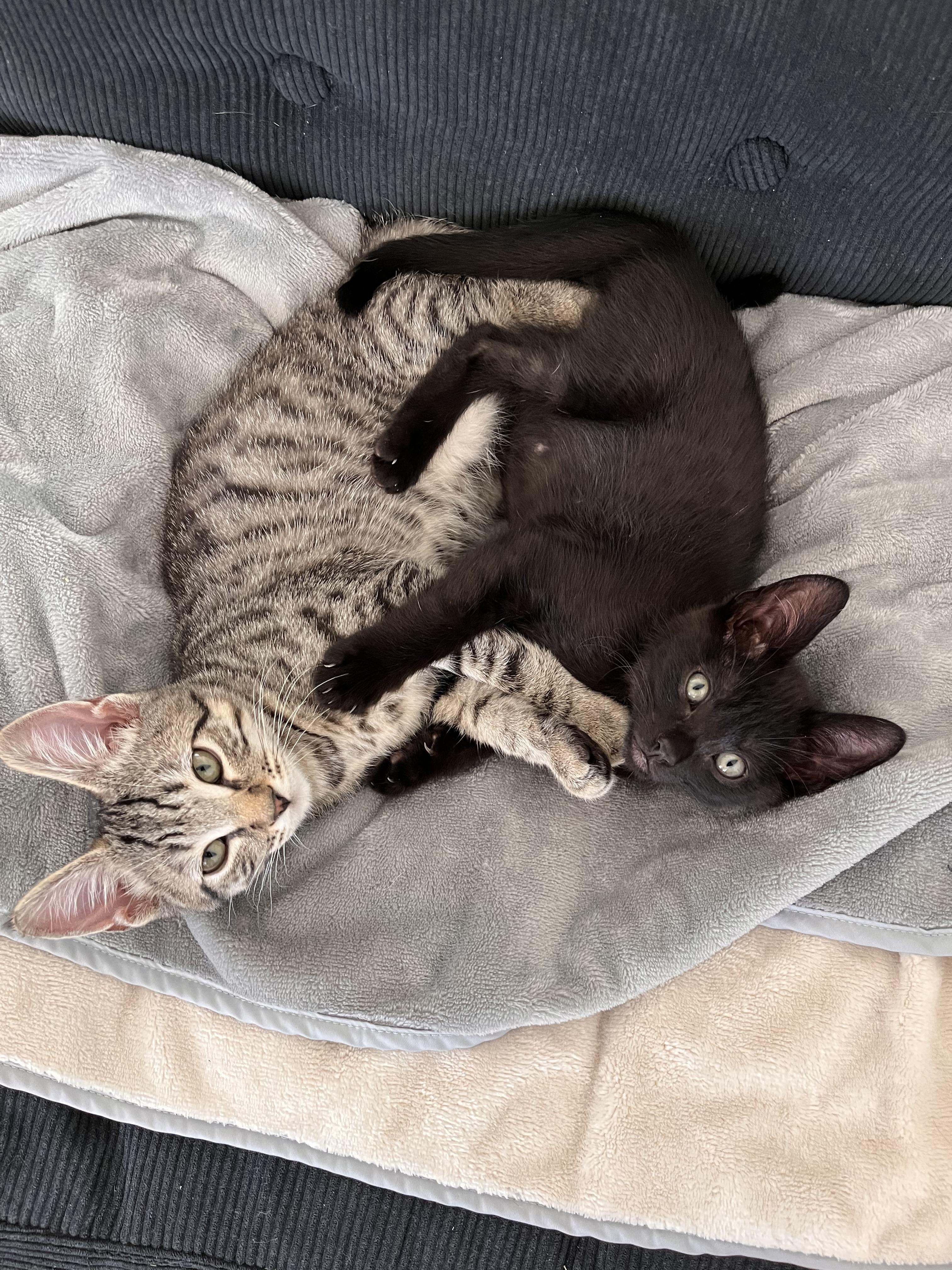 Enlarge Hotwire, a Adoptable Domestic Short Hair in Los Angeles, CA image 2/4