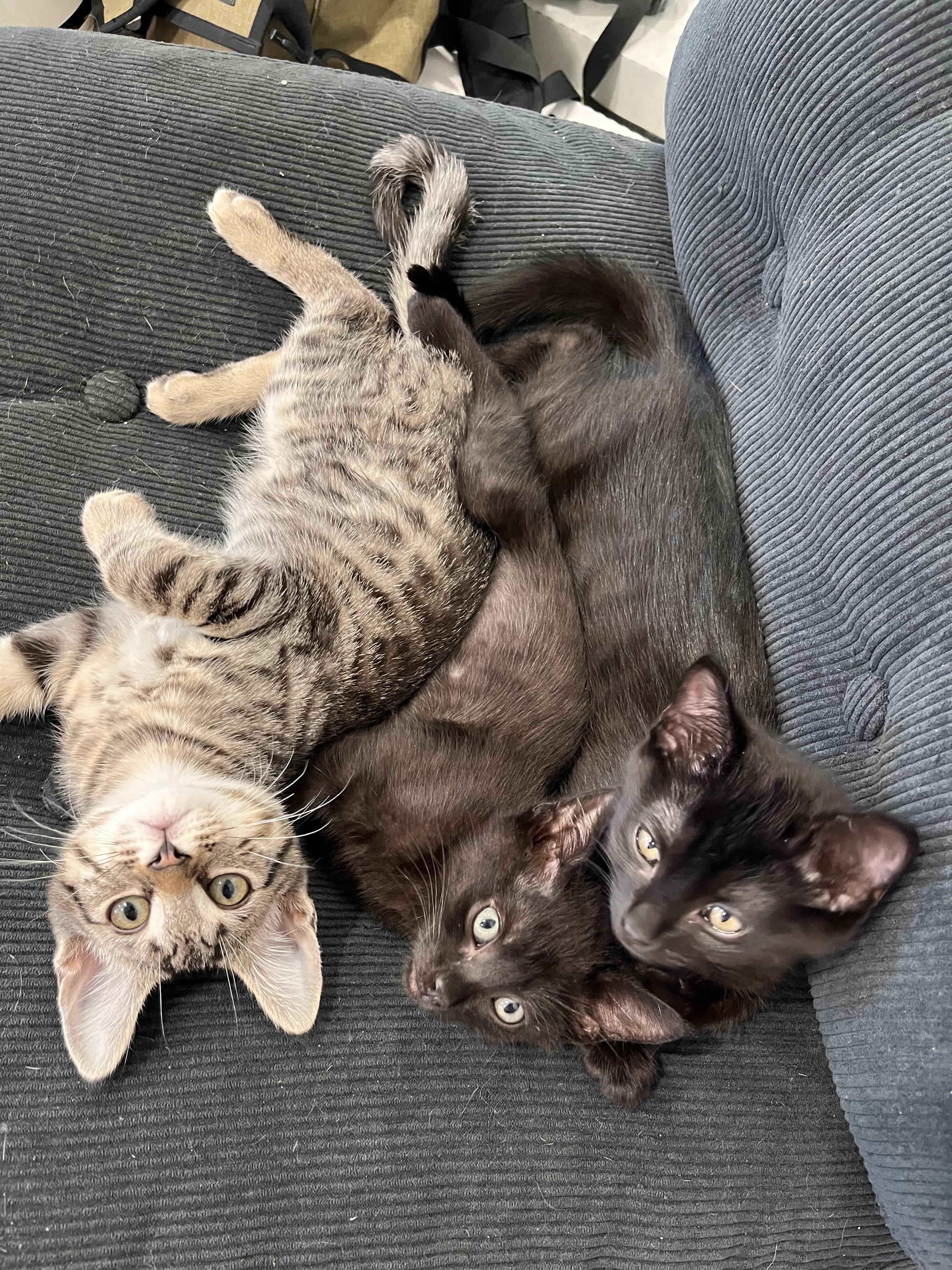 Enlarge Hotwire, a Adoptable Domestic Short Hair in Los Angeles, CA image 3/4