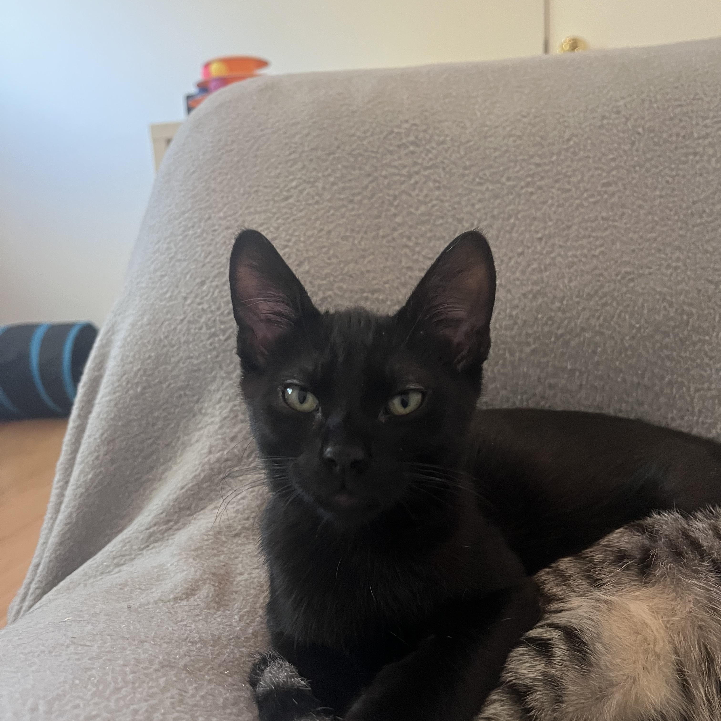 Hotwire, Adoptable, Young Male Domestic Short Hair.