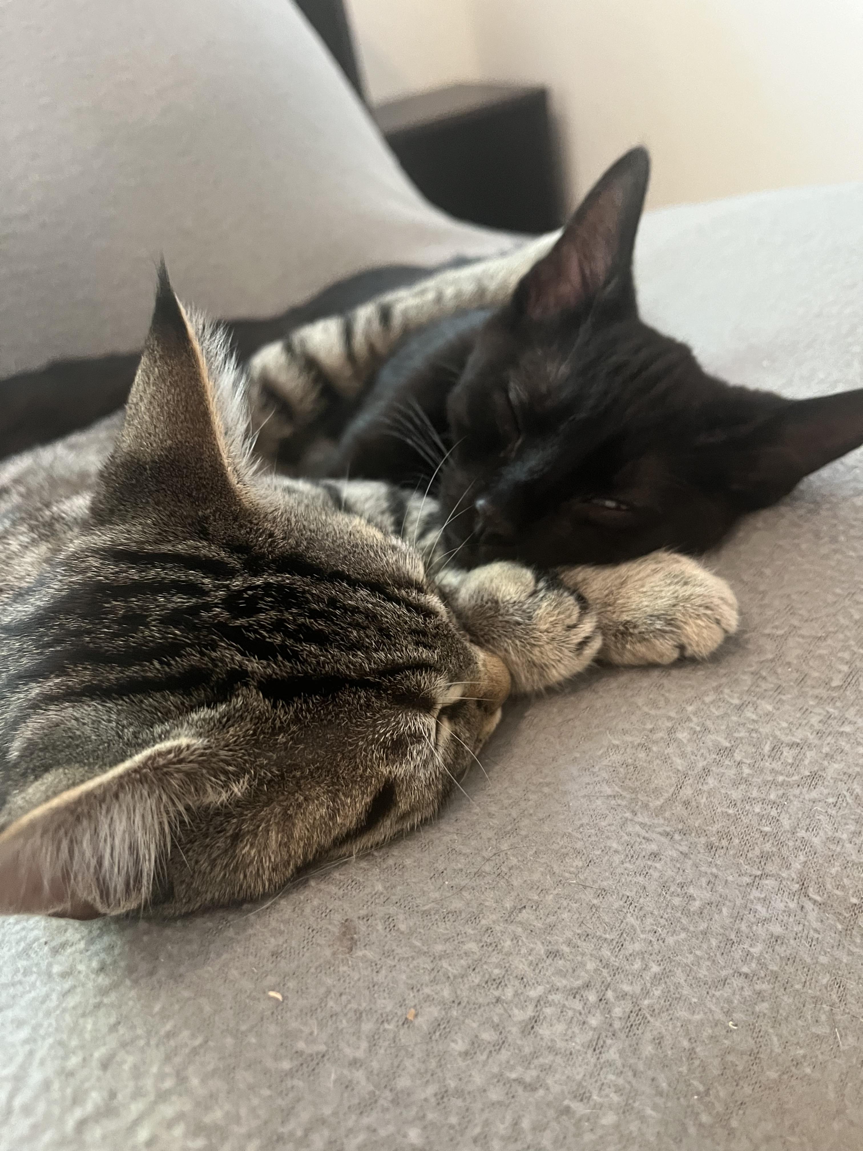 Enlarge Hotwire, a Adoptable Domestic Short Hair in Los Angeles, CA image 4/4