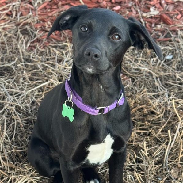 Duchess, ADOPTABLE, Puppy Female Labrador Retriever & Jack Russell Terrier.