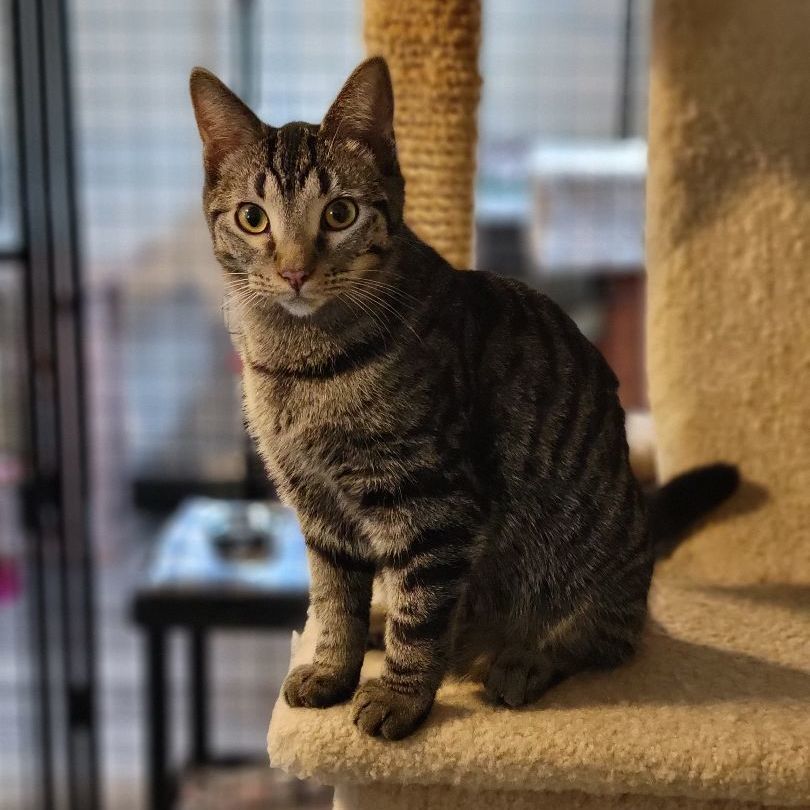 Laptop, a Adoptable Domestic Short Hair in Swartz Creek, MI image 3/6