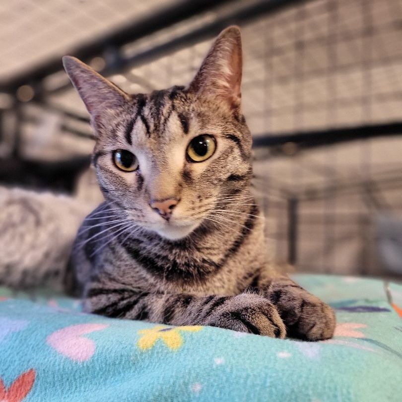 Laptop, a Adoptable Domestic Short Hair in Swartz Creek, MI image 2/6