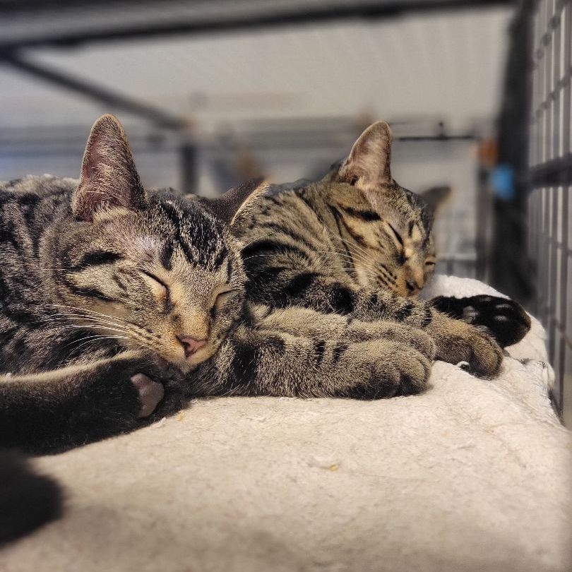 Laptop, a Adoptable Domestic Short Hair in Swartz Creek, MI image 4/6