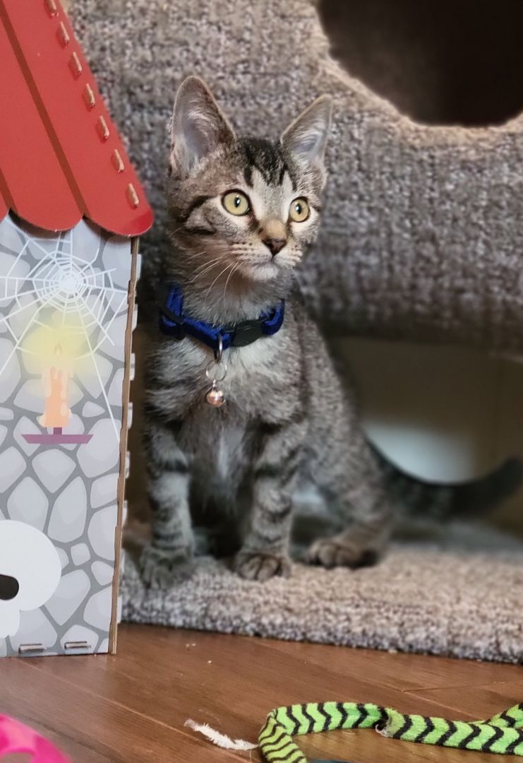 Laptop, a Adoptable Domestic Short Hair in Swartz Creek, MI image 5/6